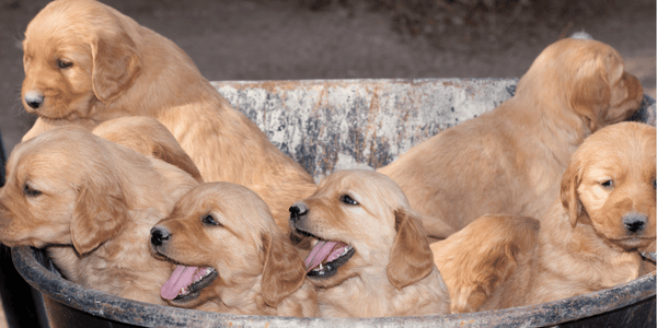 Types Of Dog Treats - Bully Sticks Central