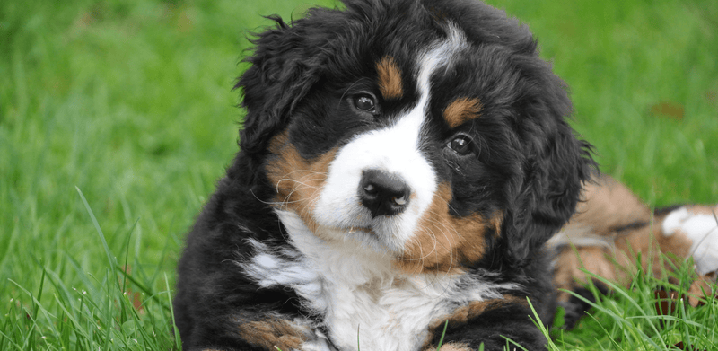 Why do dogs eat sticks 2024 and grass