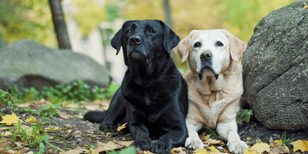 Natural Preservatives For Dog Treats