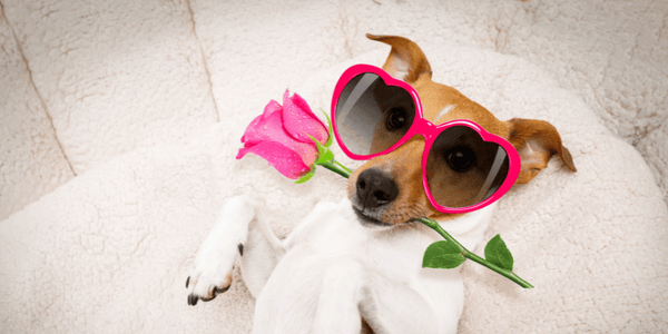 Valentines Treats For Dogs - Bully Sticks Central