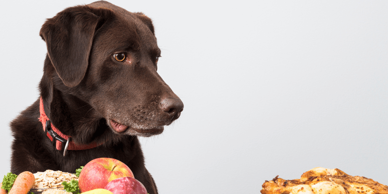 Vegan Dog Treats - Bully Sticks Central