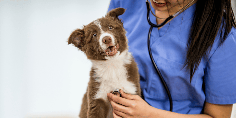 Vet Recommended Dog Treats - Bully Sticks Central