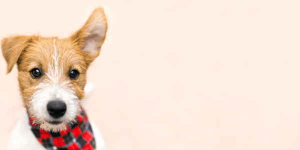 Wax Plug In Dog's Ear - Bully Sticks Central