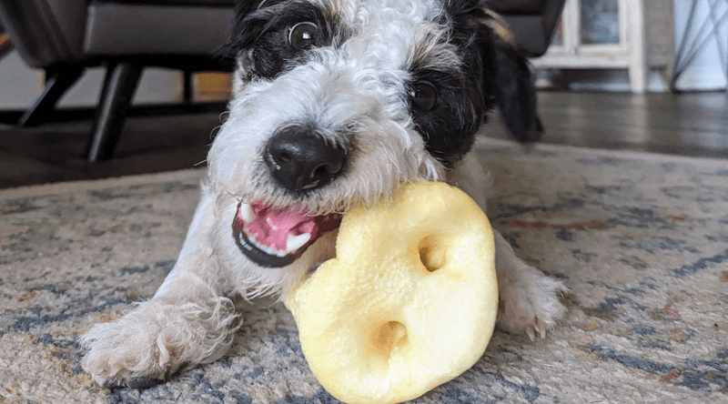 What Can a Dog Not Eat? - Bully Sticks Central