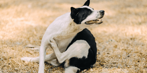 What Can I Put on My Dog for Dry Skin? - Bully Sticks Central