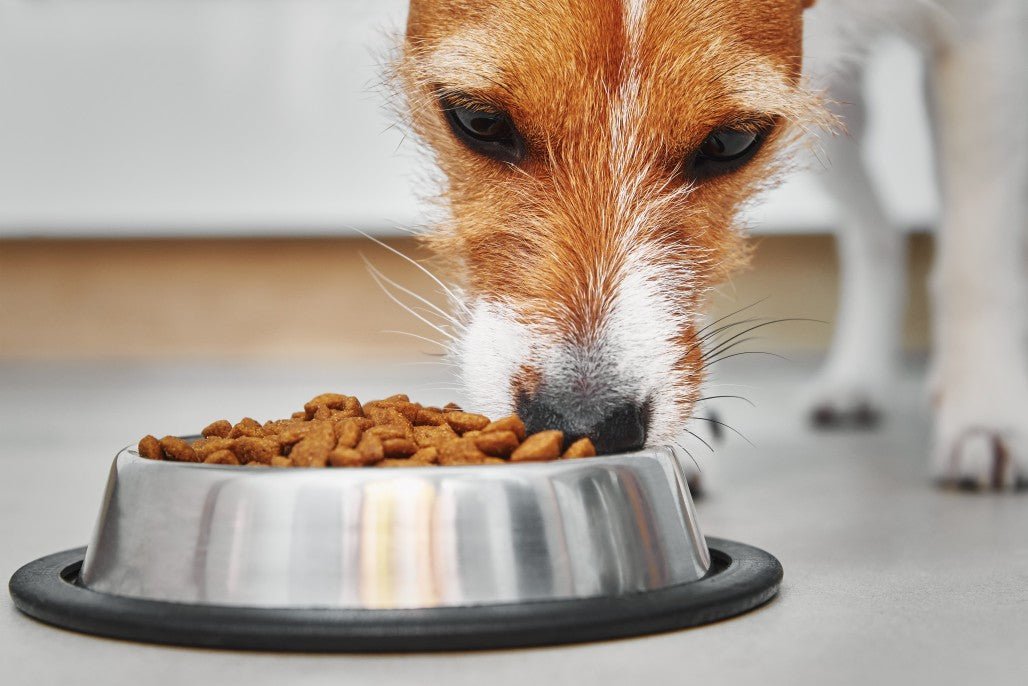 Which of these food items 2025 are safe for dogs to eat