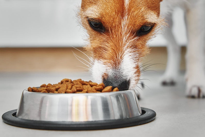 What Can't Dogs Eat: The Complete List of Foods Dogs Are Not Allowed t