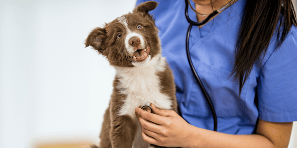 What Shots Does A Puppy Need - Bully Sticks Central