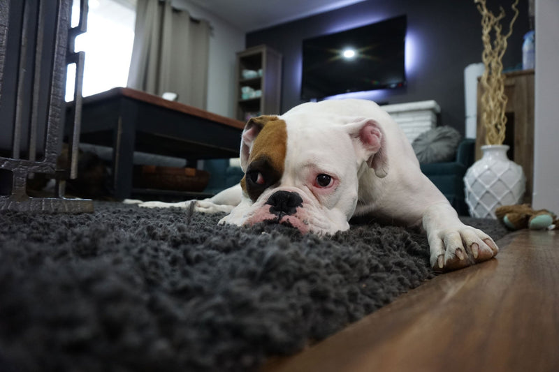 What To Do When Your Dog Has Separation Anxiety - Bully Sticks Central