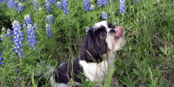 what treats are good for puppies