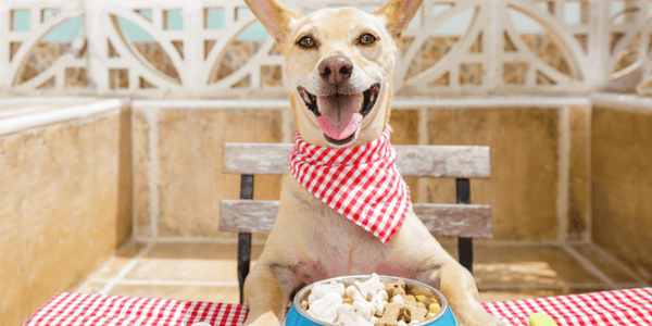When Fido Frowns: Revitalizing Your Dog's Treat Routine - Bully Sticks Central