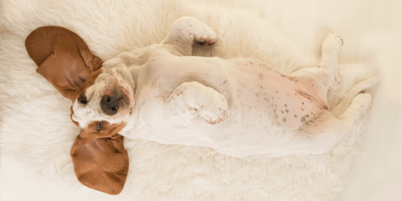 Dog lying deals on its back