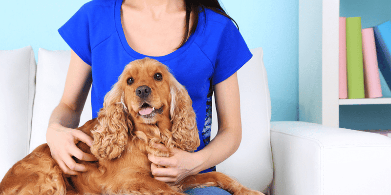 How to Treat Black Wax in Dogs Ears: Easy, Effective Solutions