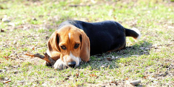 Why Your Dog Is Chewing On Paws and How to Help - Bully Sticks Central