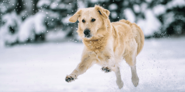 Winter Dog Treats - Bully Sticks Central