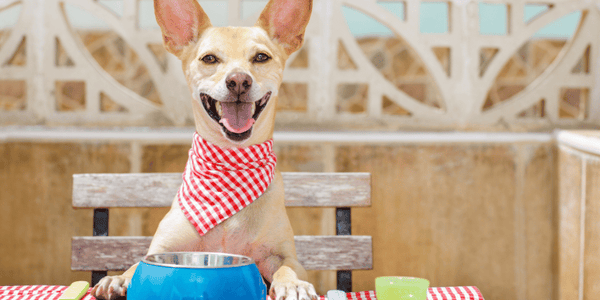 Yummy Dog Treats - Bully Sticks Central