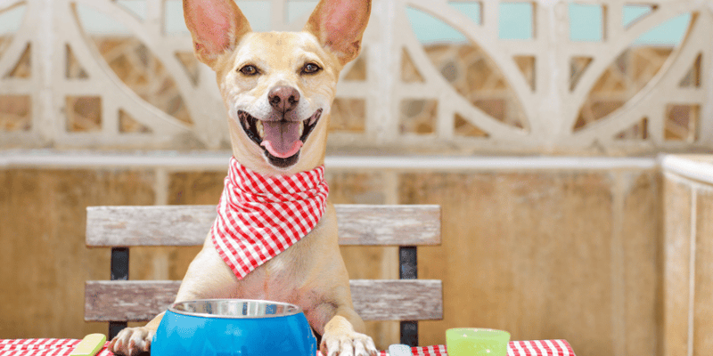 Yummy Dog Treats - Bully Sticks Central