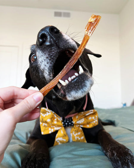 Dog eating a tendon dog treat