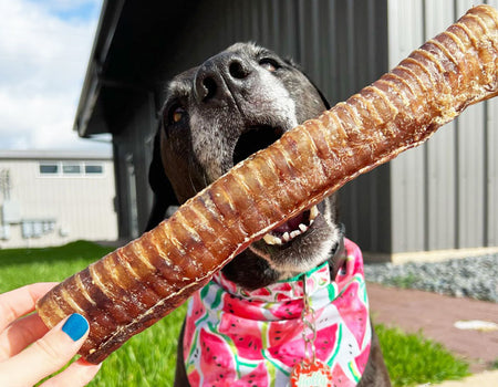 Dog eating a beef trachea tube from bully sticks central