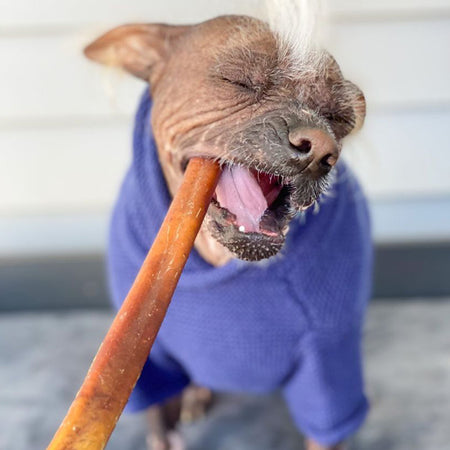 dog eating a bully sticks from bully sticks central