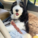 12 Inch Braided Bully Sticks - Bully Sticks Central