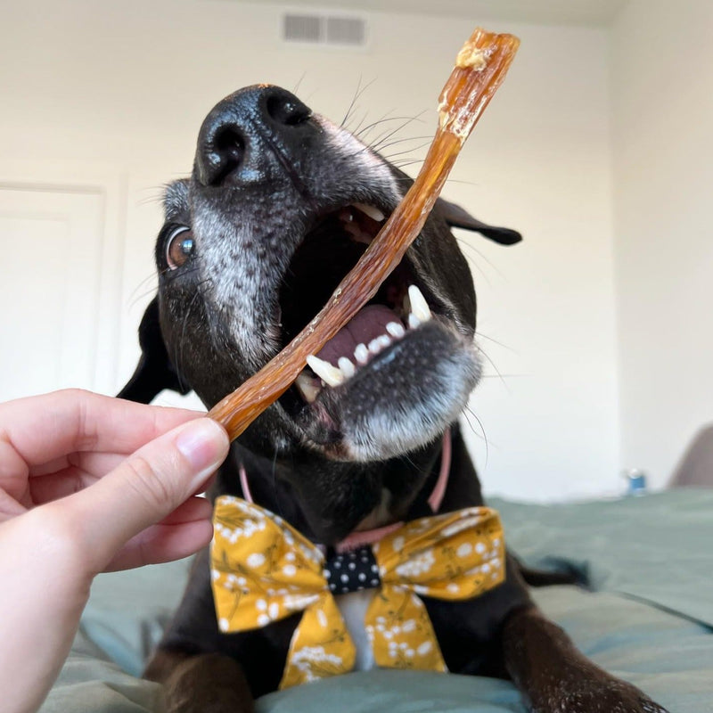 Backstrap Stick Tendon For Dogs - Bully Sticks Central