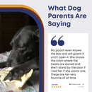 Cow Ears For Dogs - Bully Sticks Central