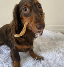 Curly Bully Sticks - Bully Sticks Central