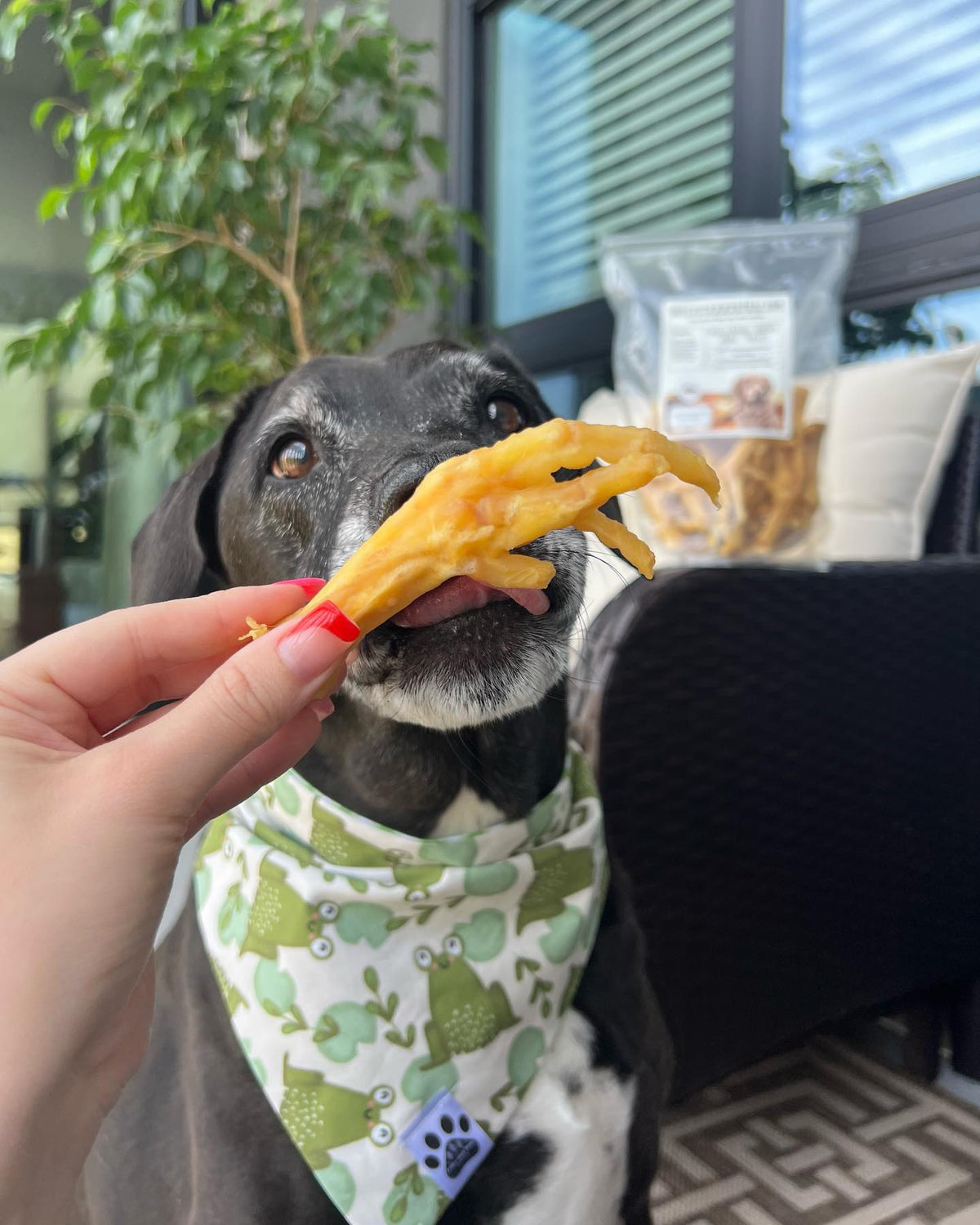 Chicken feet for dogs Bully Sticks Central