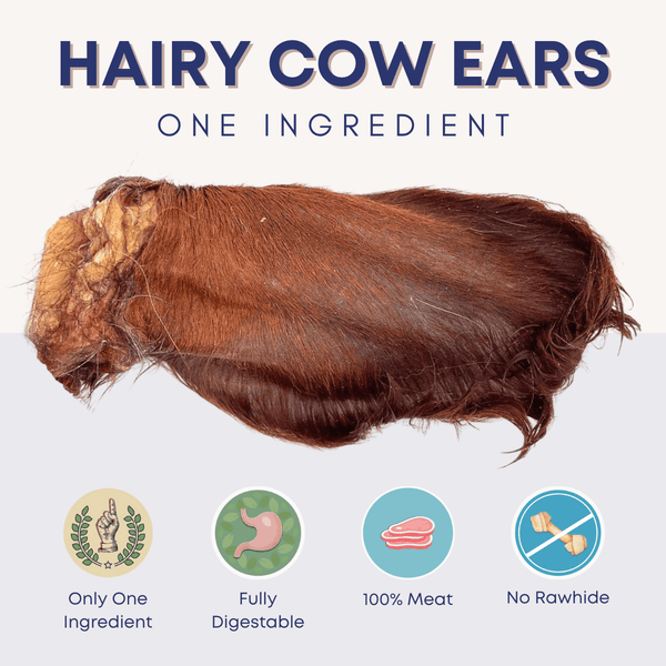 Hairy Cow Ears - Natural Beef Ears with Hair - 5 Pack - Bully Sticks Central