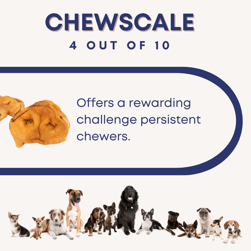 Pig snout dog clearance chew